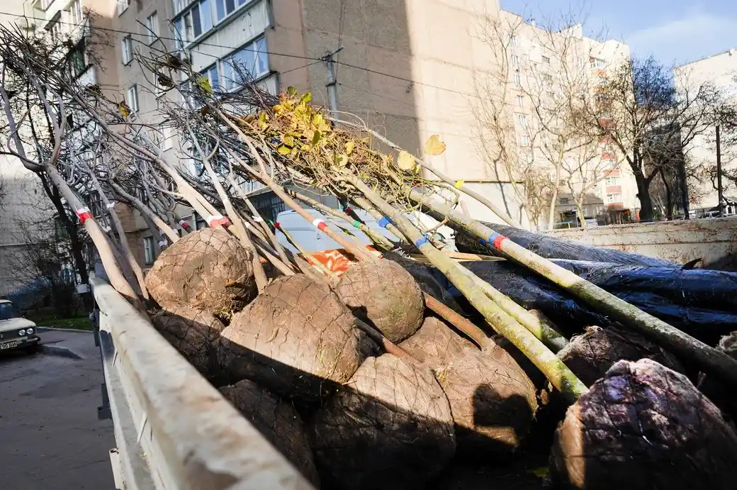 У Вінниці розпочалася осіння висадка дерев на прибудинкових територіях